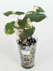 Yucanta Princess Albo Var@BC Warehouse