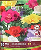 Freesia Double Mixed-10 bulbs