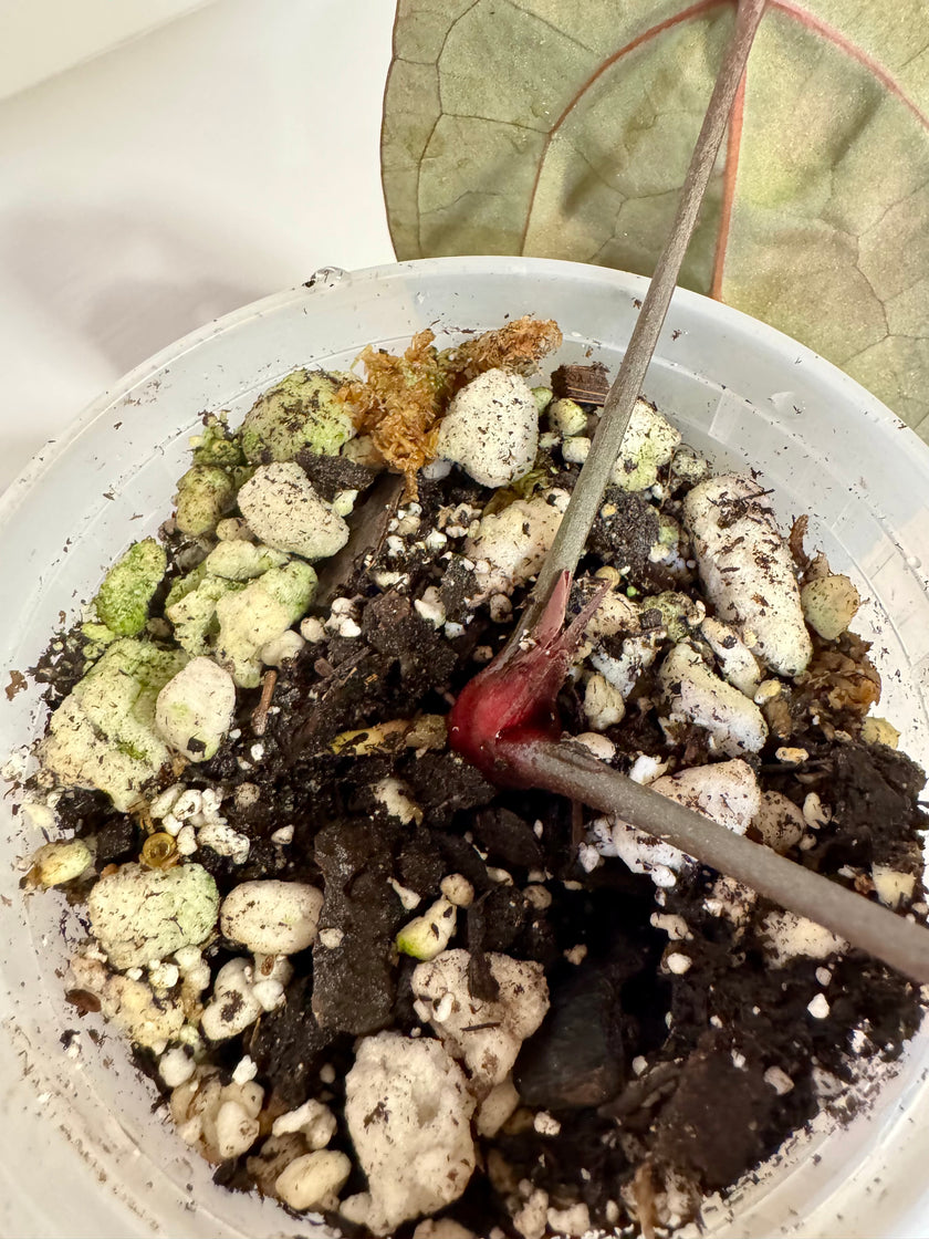 Anthurium Ace of Spades (Tezula dark form)