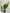Philodendron Verrucusum