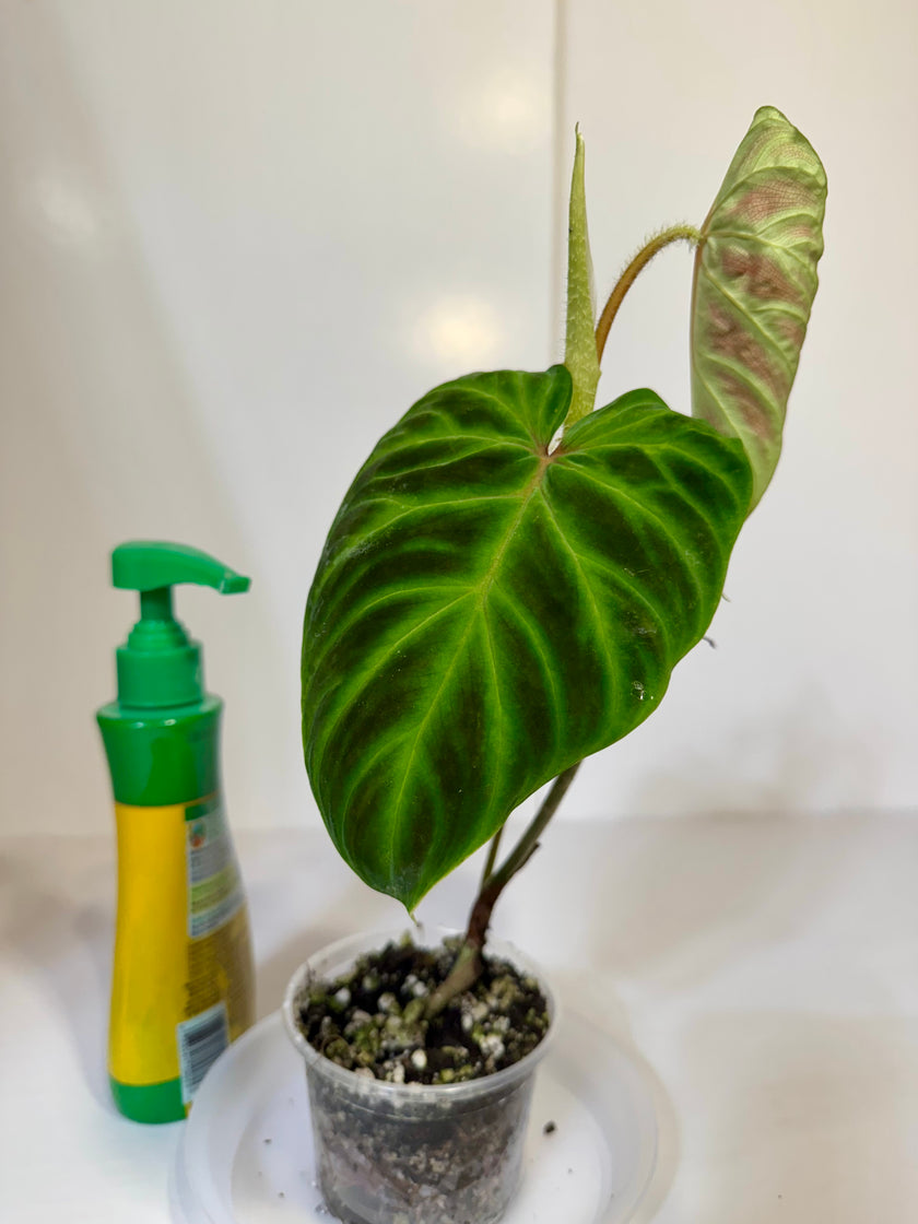 Philodendron Verrucusum