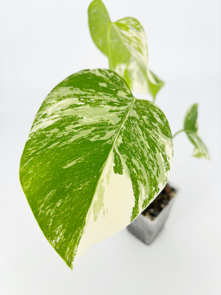 Monstera Albo Holland @BC Warehouse