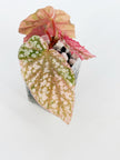 Begonia Pink Combo (Maculata Pink& Snow Cap Pink) @BC Warehouse *Shipping on hold during winter*