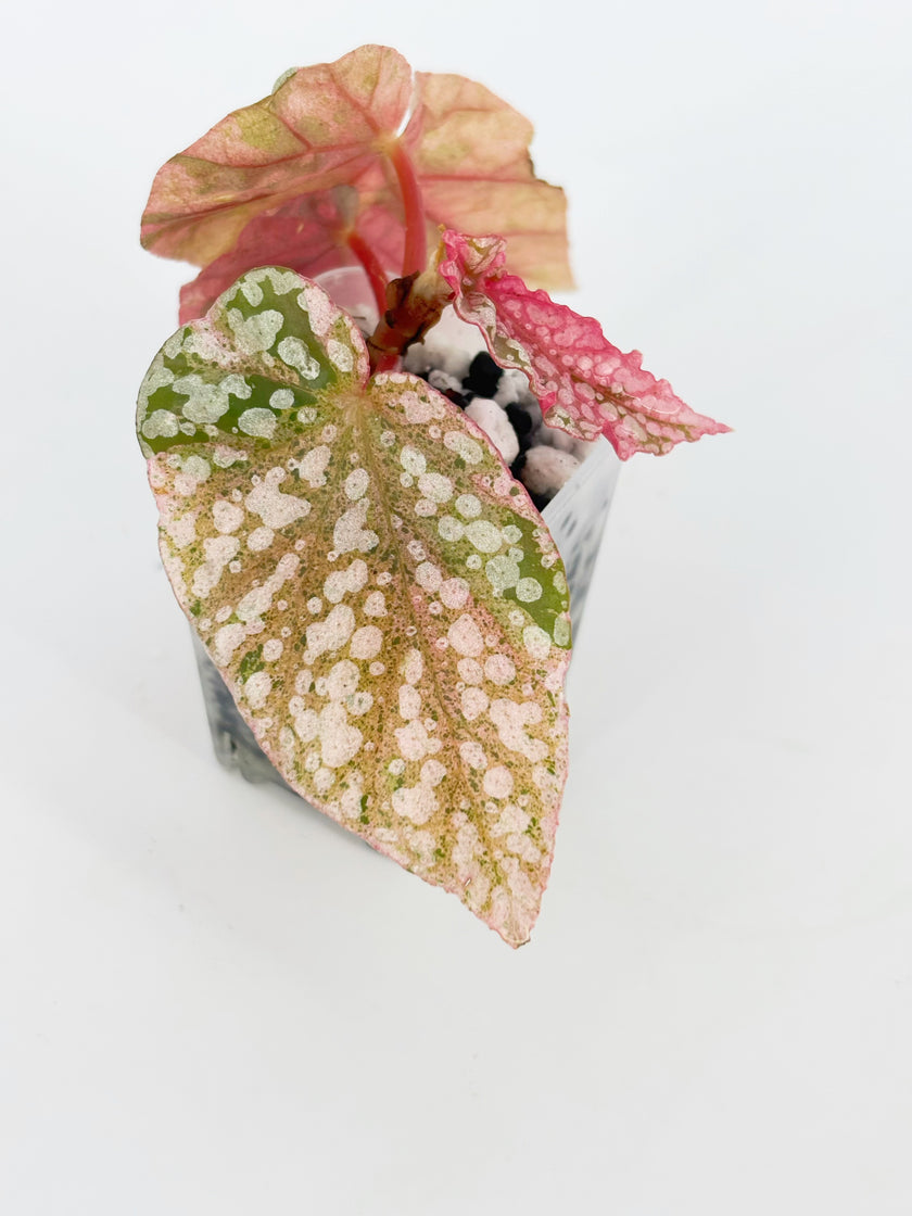Begonia Pink Combo (Maculata Pink& Snow Cap Pink) @BC Warehouse *Shipping on hold during winter*