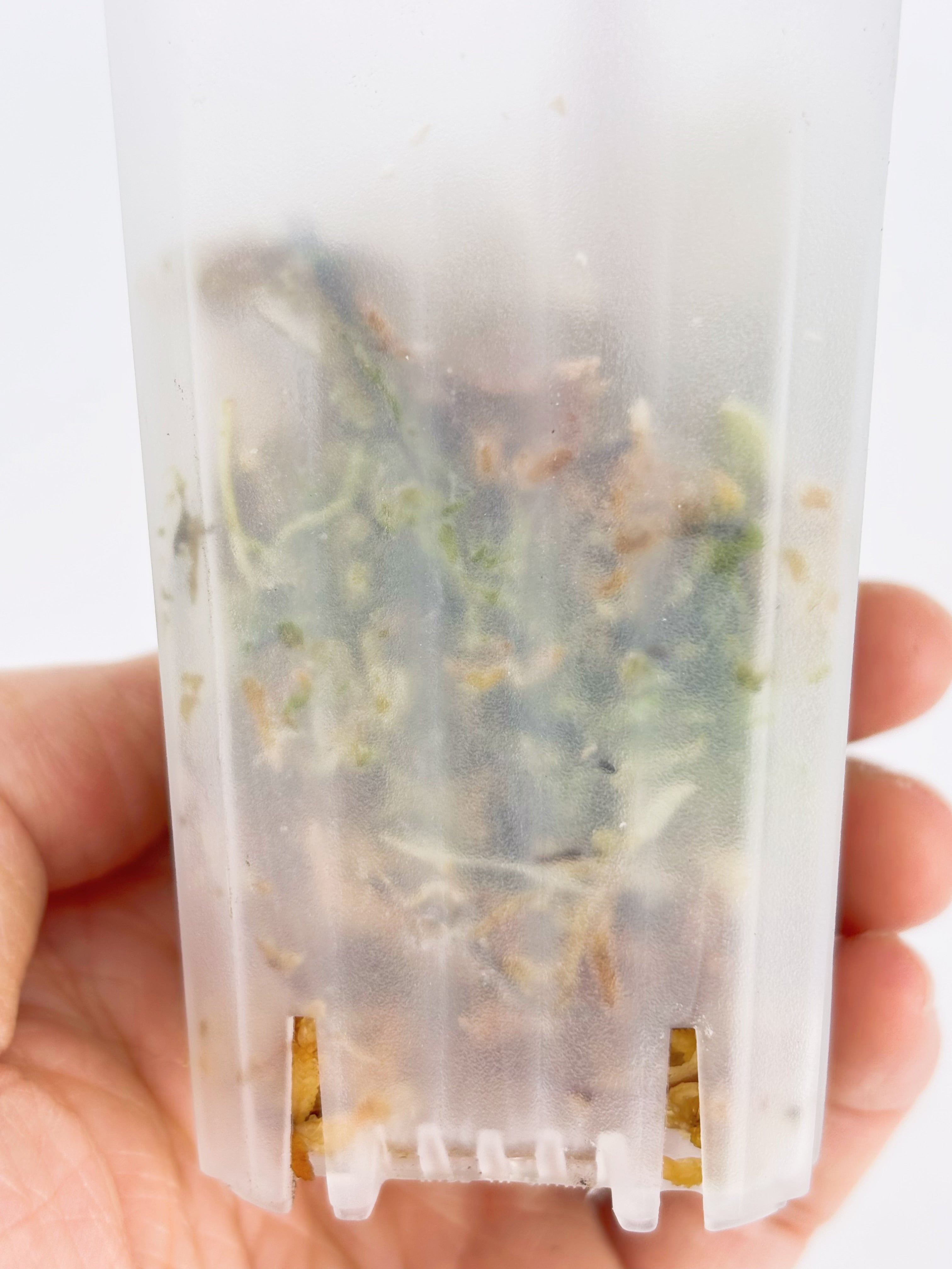 Alocasia Chantrieri Pink Variegated Pup