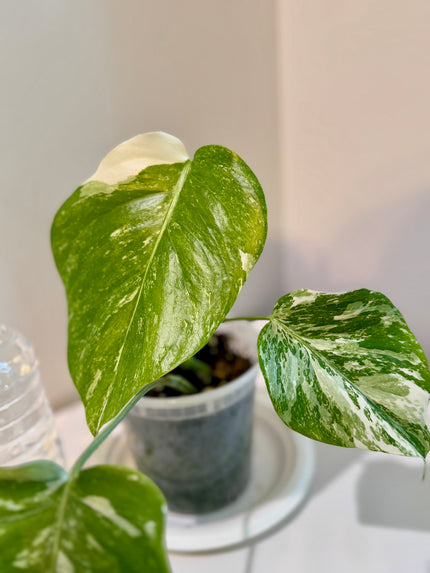 Monstera Albo