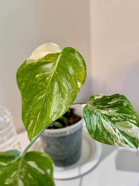 Monstera Albo