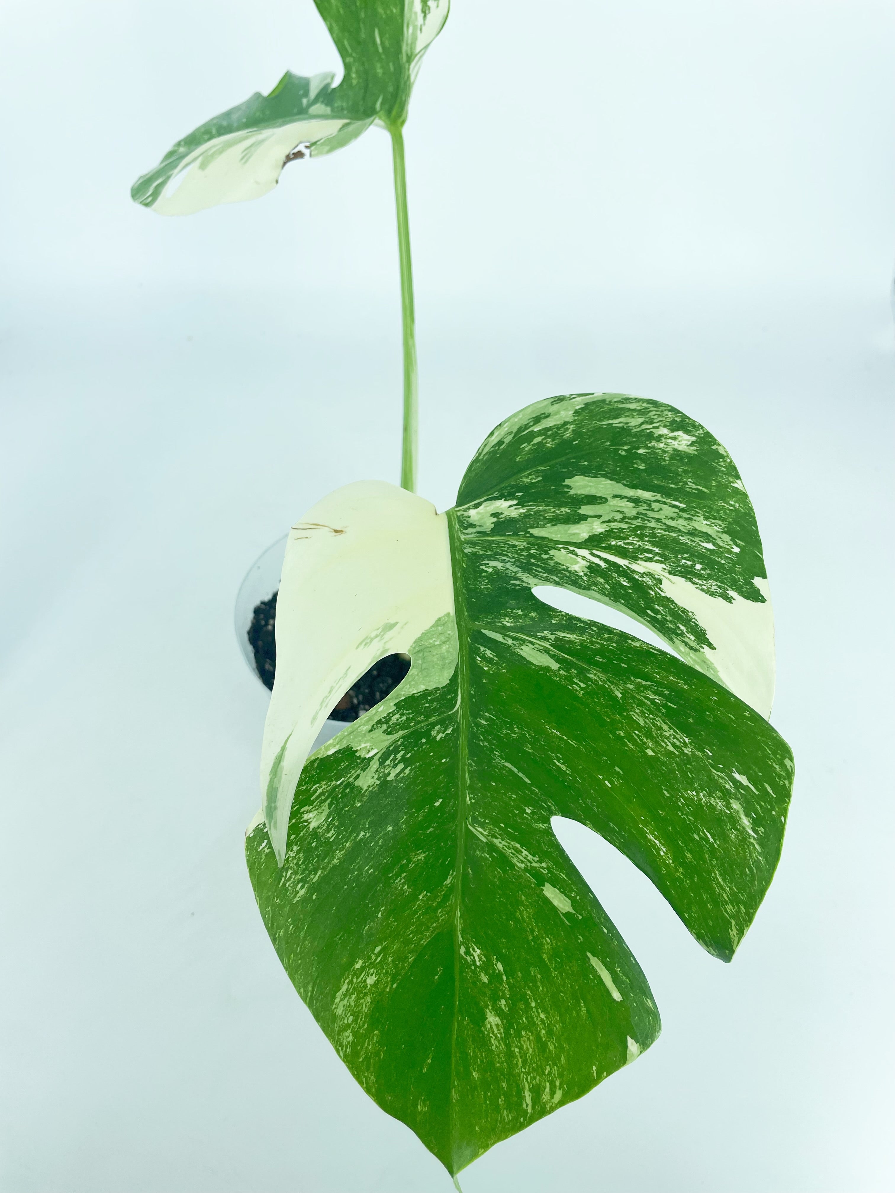 Monstera Albo