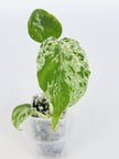 Monstera Bulbasaur@BC Warehouse