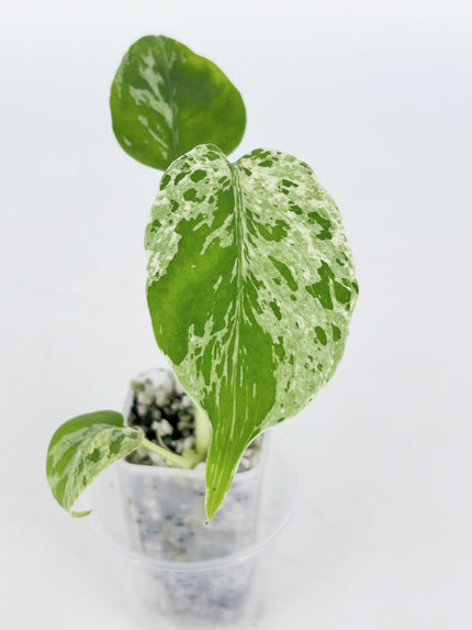 Monstera Bulbasaur@BC Warehouse
