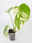 Monstera Albo Holland @BC Warehouse
