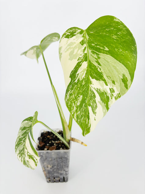 Monstera Albo Holland @BC Warehouse
