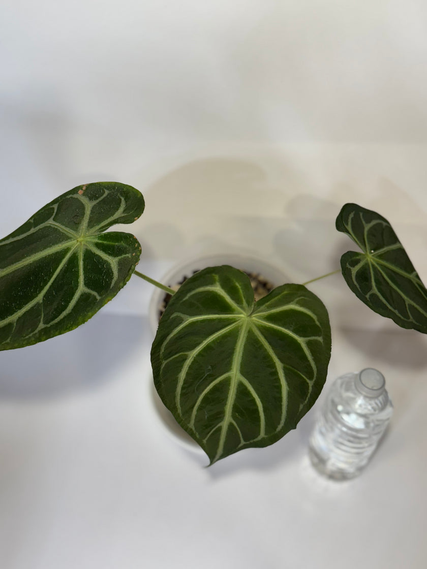 Anthurium Magnificum XL *Pick up and GTA Local Delivery Only*