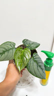 Philodendron Sodiroi@Markham Warehouse
