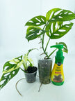 Monstera Adansonii Combo *Pick Up& Local Delivery Only*