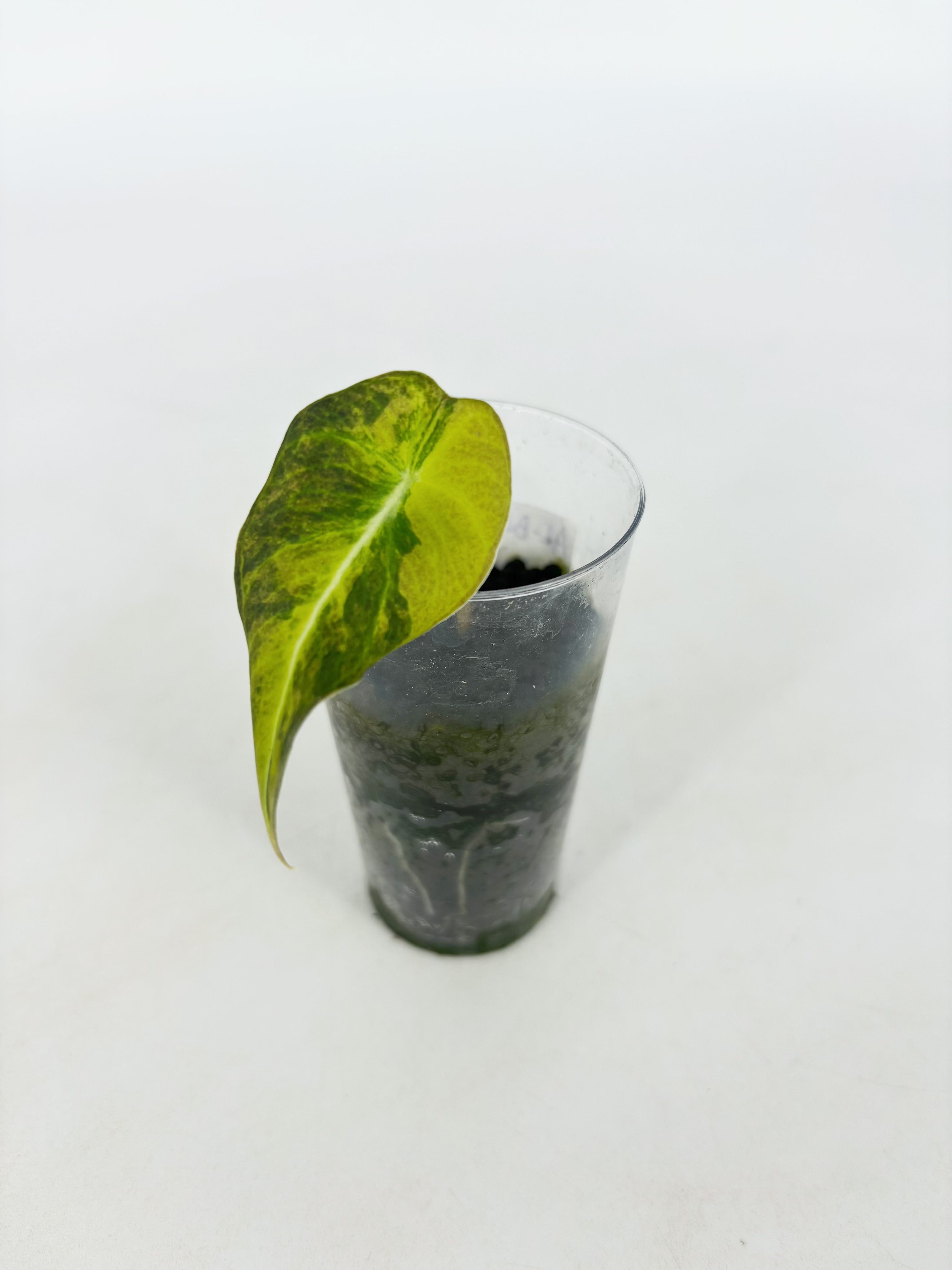 Alocasia Black Velvet Golden@BC Warehouse