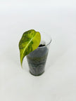 Alocasia Black Velvet Golden@BC Warehouse