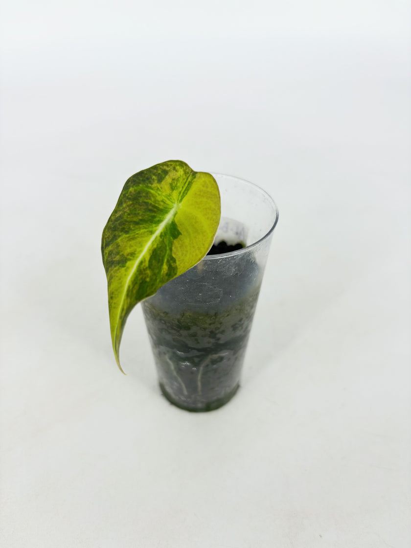 Alocasia Black Velvet Golden@BC Warehouse