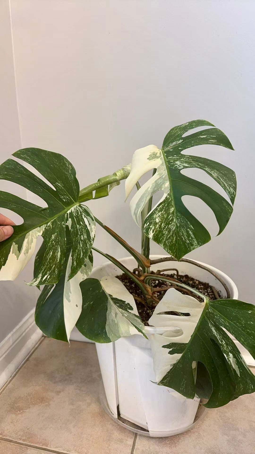 Monstera Albo