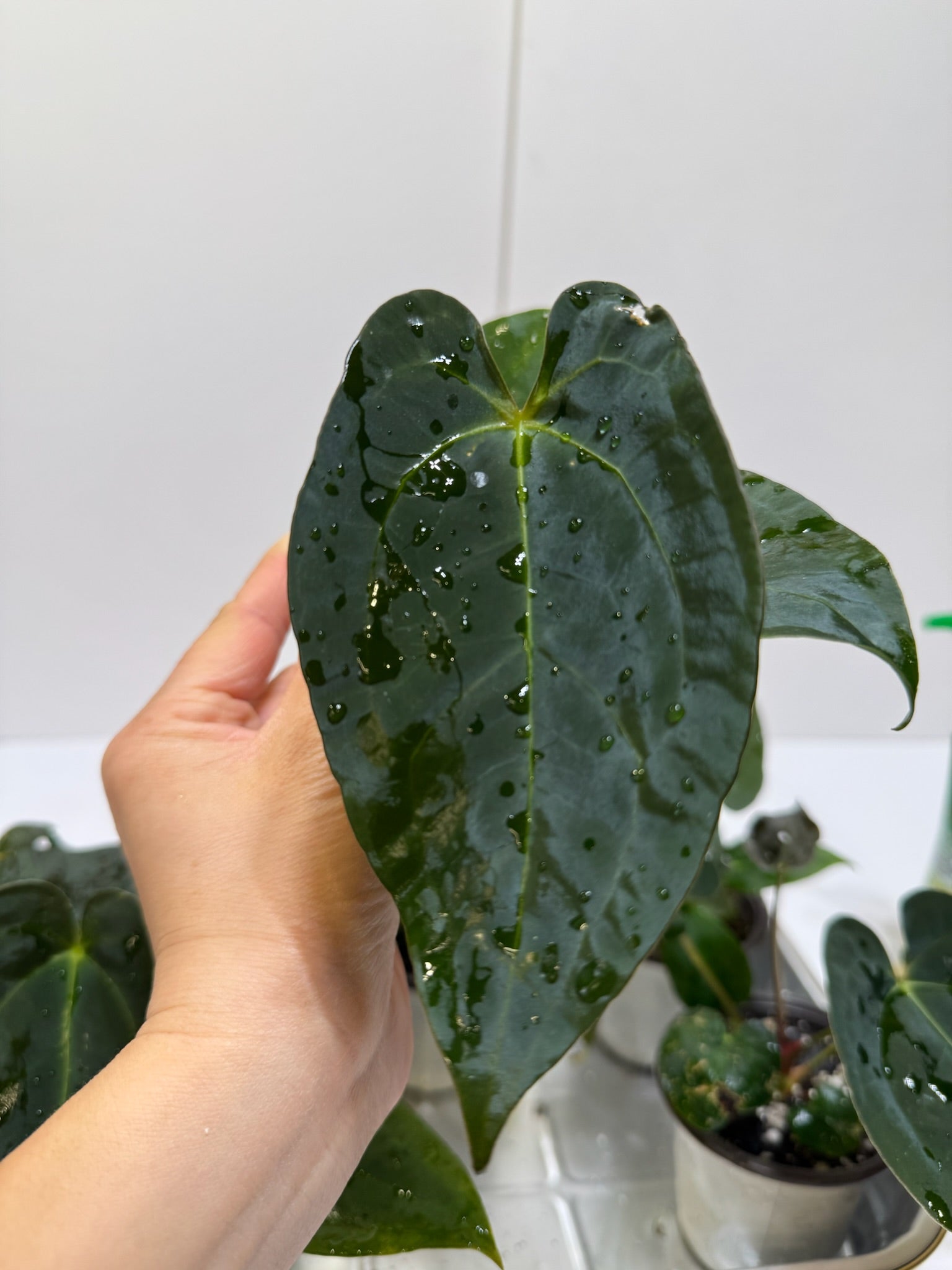 Anthurium Papi FSRL x Forgetii dark *Multiples Available Ramdom Selection*