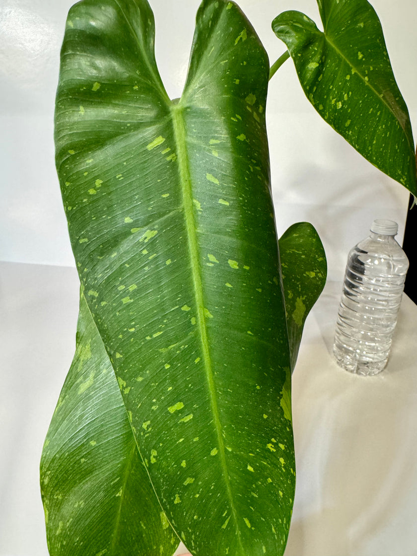 Philodendron Jose Buono XL *Pick up&GTA Local Delivery Only*