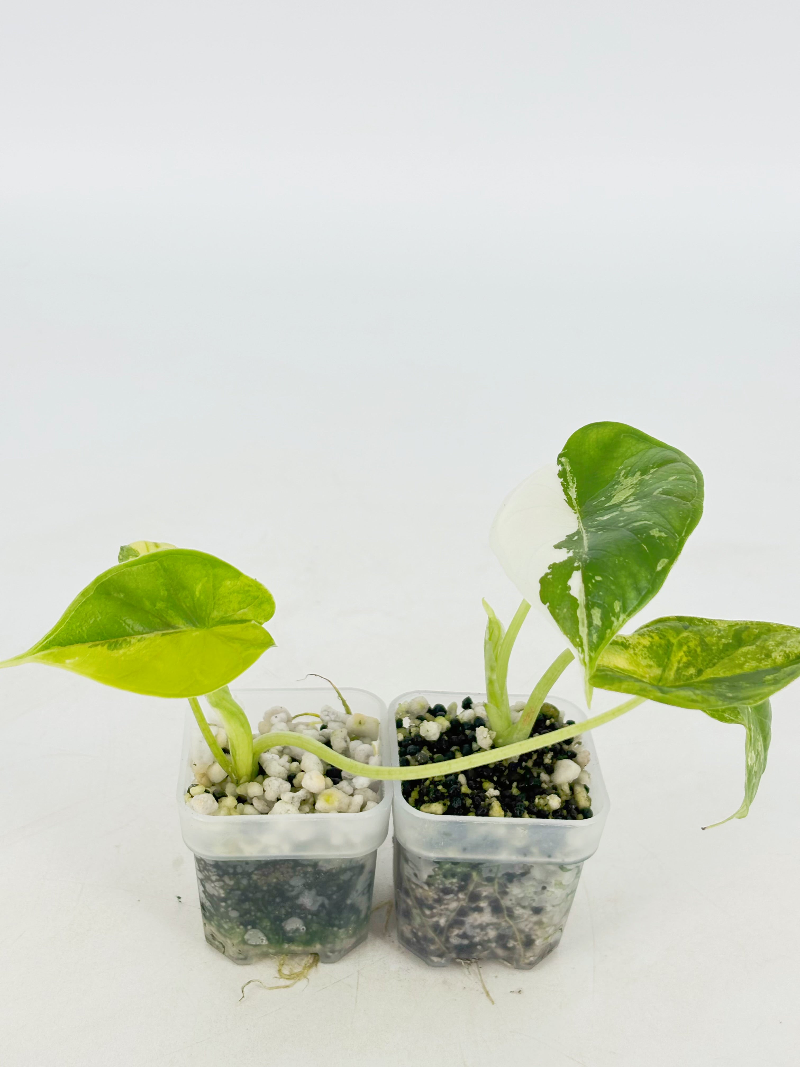 Alocasia Dragon Scale Var Duo @BC Warehousel