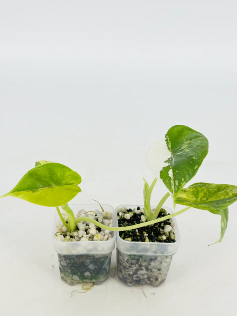 Alocasia Dragon Scale Var Duo @BC Warehousel