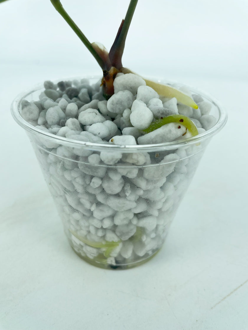 Anthurium King of Spades KOS