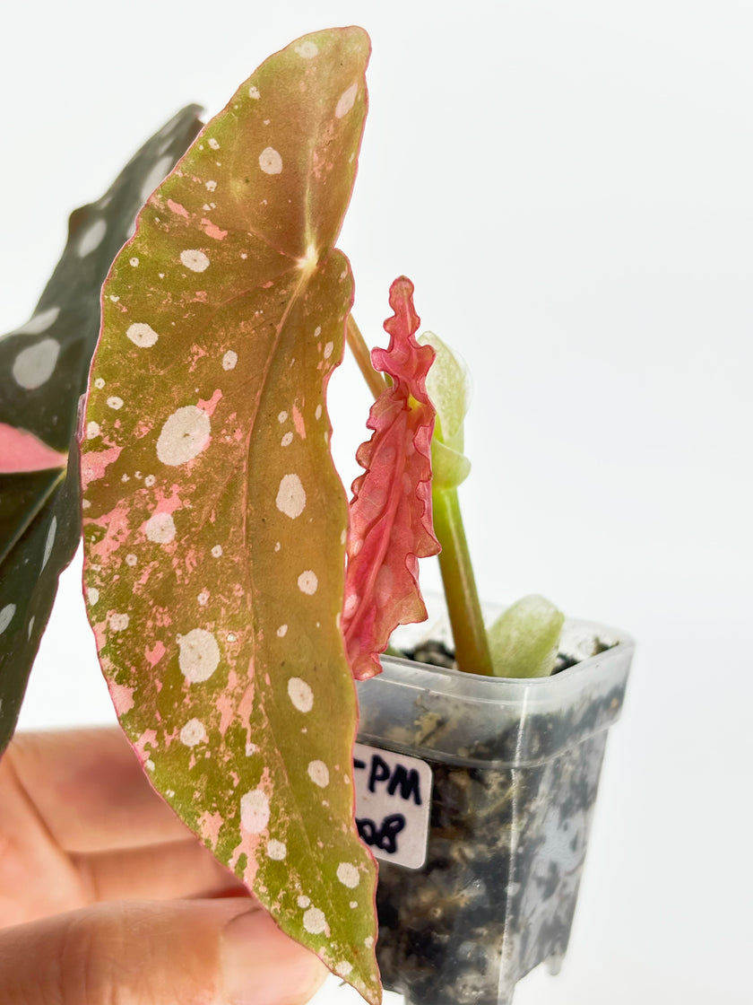 Begonia Maculata Pink@BC Warehouse