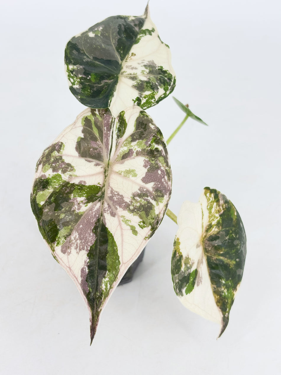 Alocasia Wentii Albo/Pink -Ultra Select @BC Warehouse