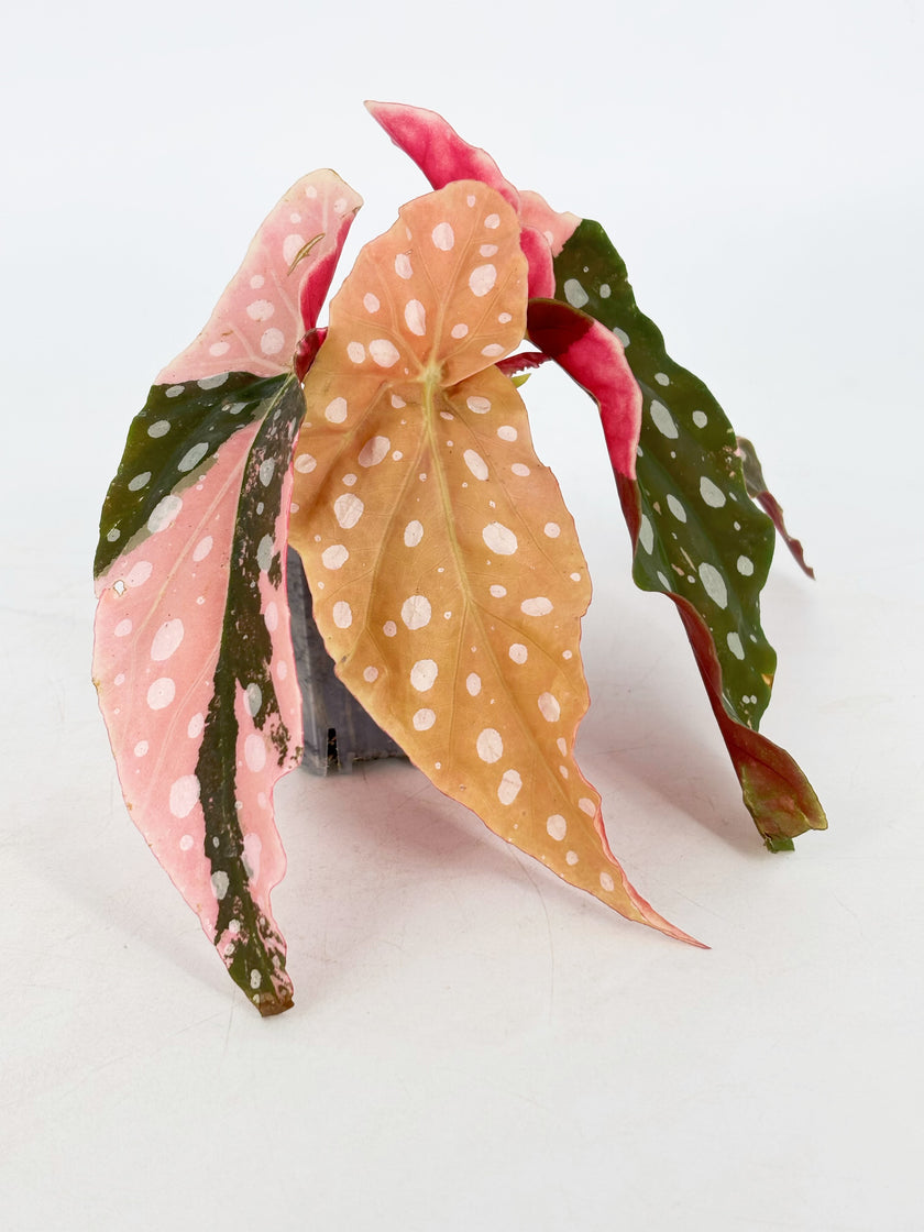 *Grower’s Choice* Begonia Maculata Pink
