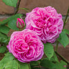 Gertrude Jekyll-Bare Root Preorder (no pot)