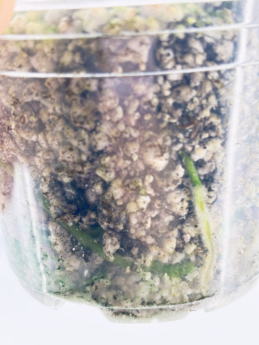 Anthurium Combo (Silver Blush & Papi fsrl x Dark Forgetii)