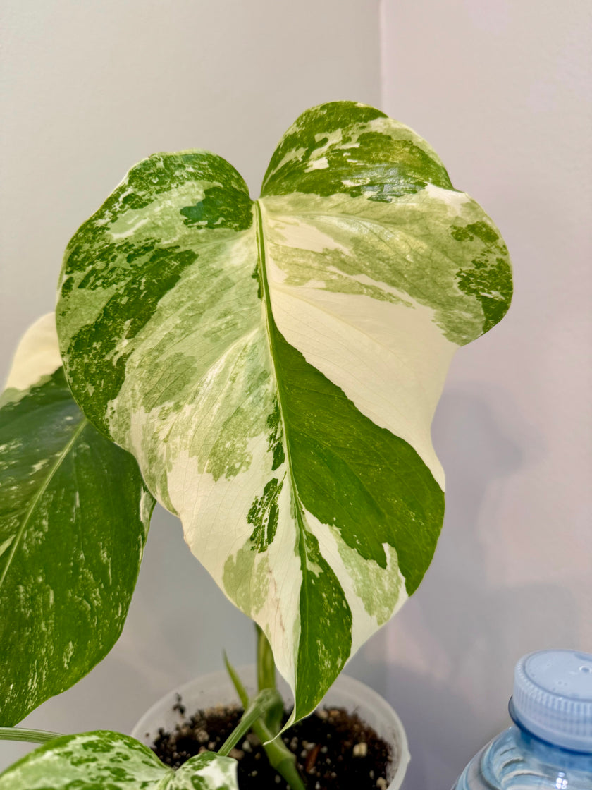 Monstera Albo