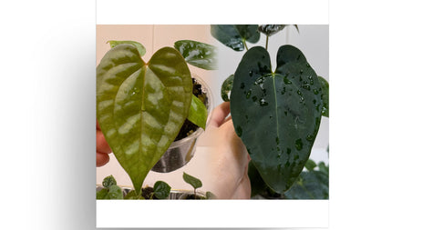 Anthurium Beginners Combo (Lux self*1 and Papi fsrl x Forgetii*1)