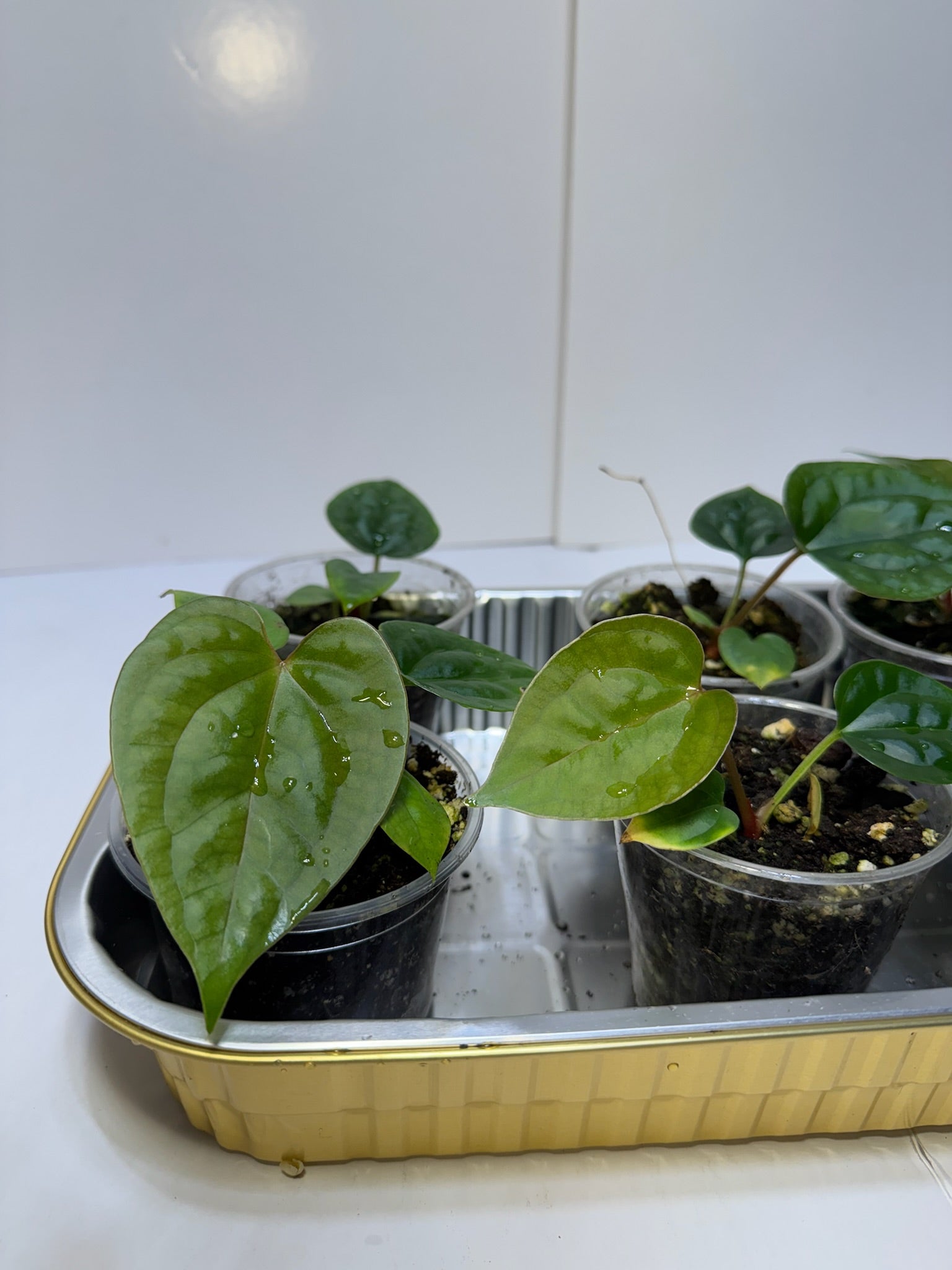 Anthurium Lux Self Seedling *Multiples Available Ramdom Selection* low chance of lux x forgetii