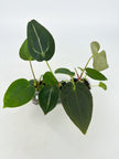 Anthurium Beginner Combo@BC Warehouse