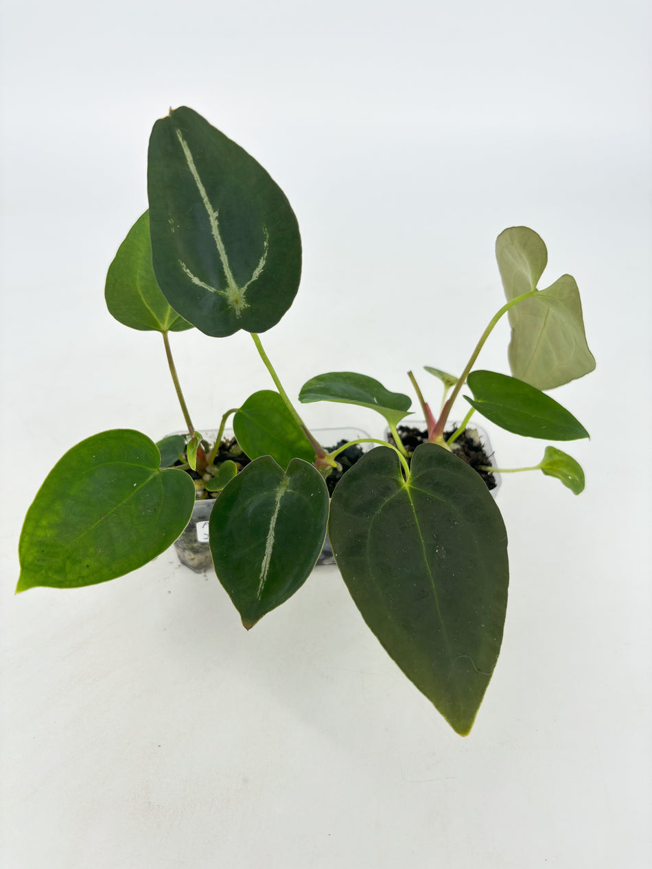 Anthurium Beginner Combo@BC Warehouse