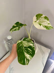 Monstera Albo