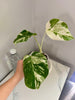 Monstera Albo