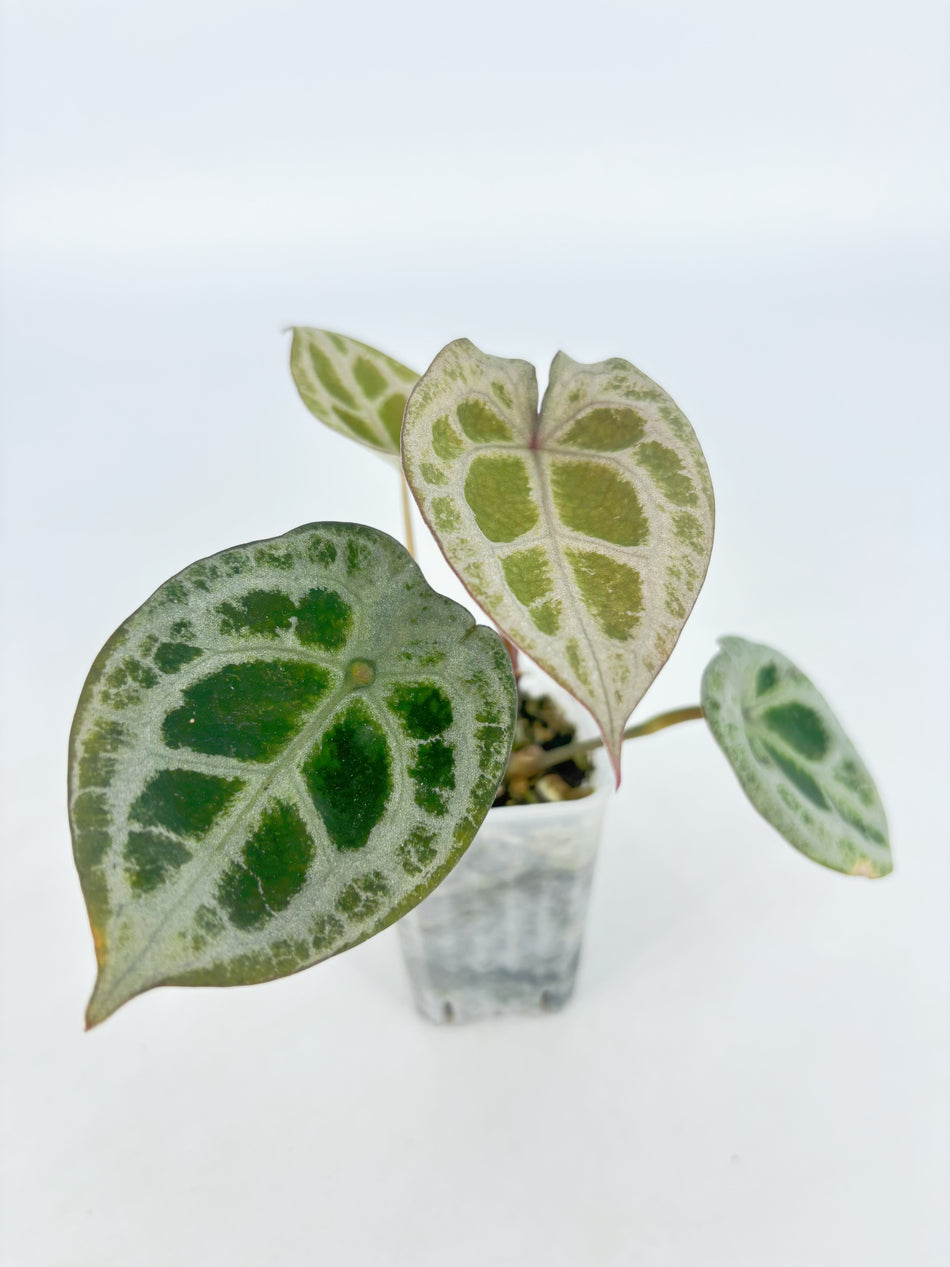 Anthurium Diamond Shield@BC Warehouse
