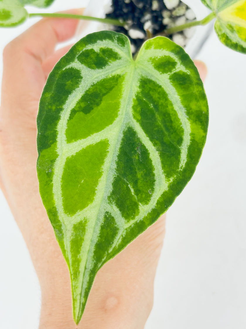 Anthurium Crystallinum Var@BC Warehouse