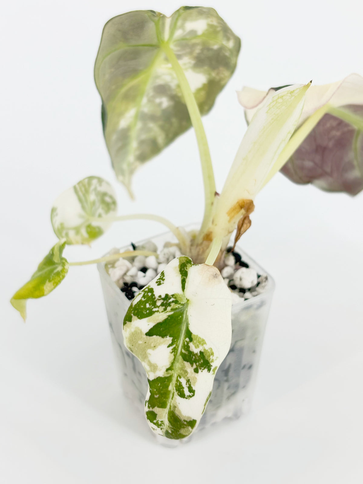 Alocasia Black Velvet Pink @BC Warehouse