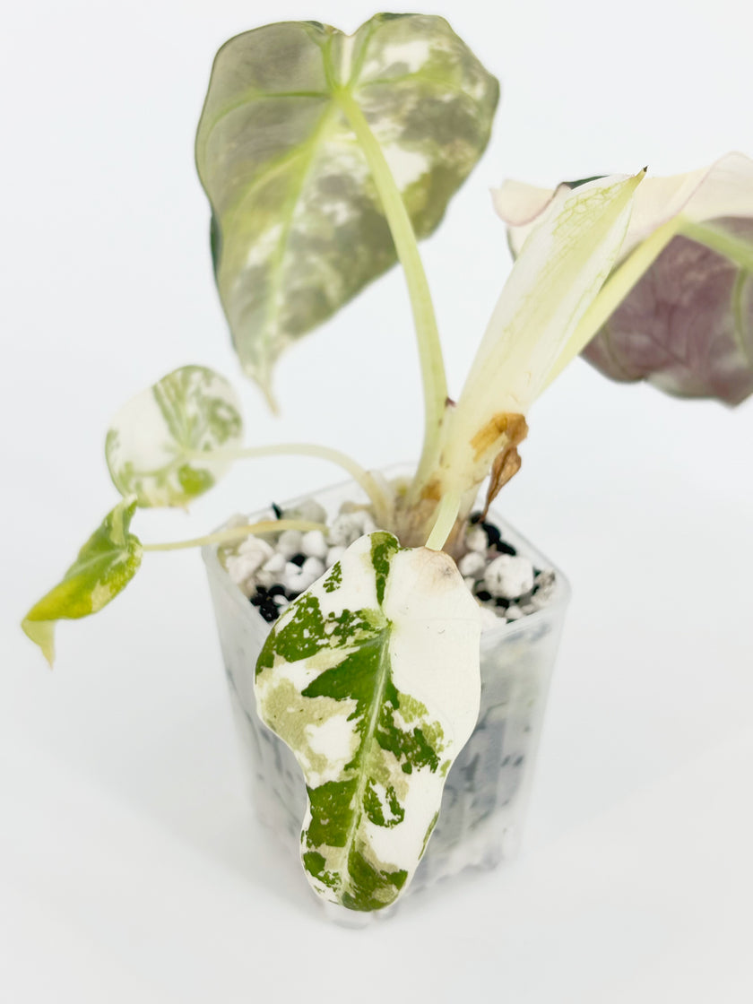 Alocasia Black Velvet Pink @BC Warehouse