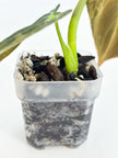 Philodendron Melanochrysum Var@BC Warehouse
