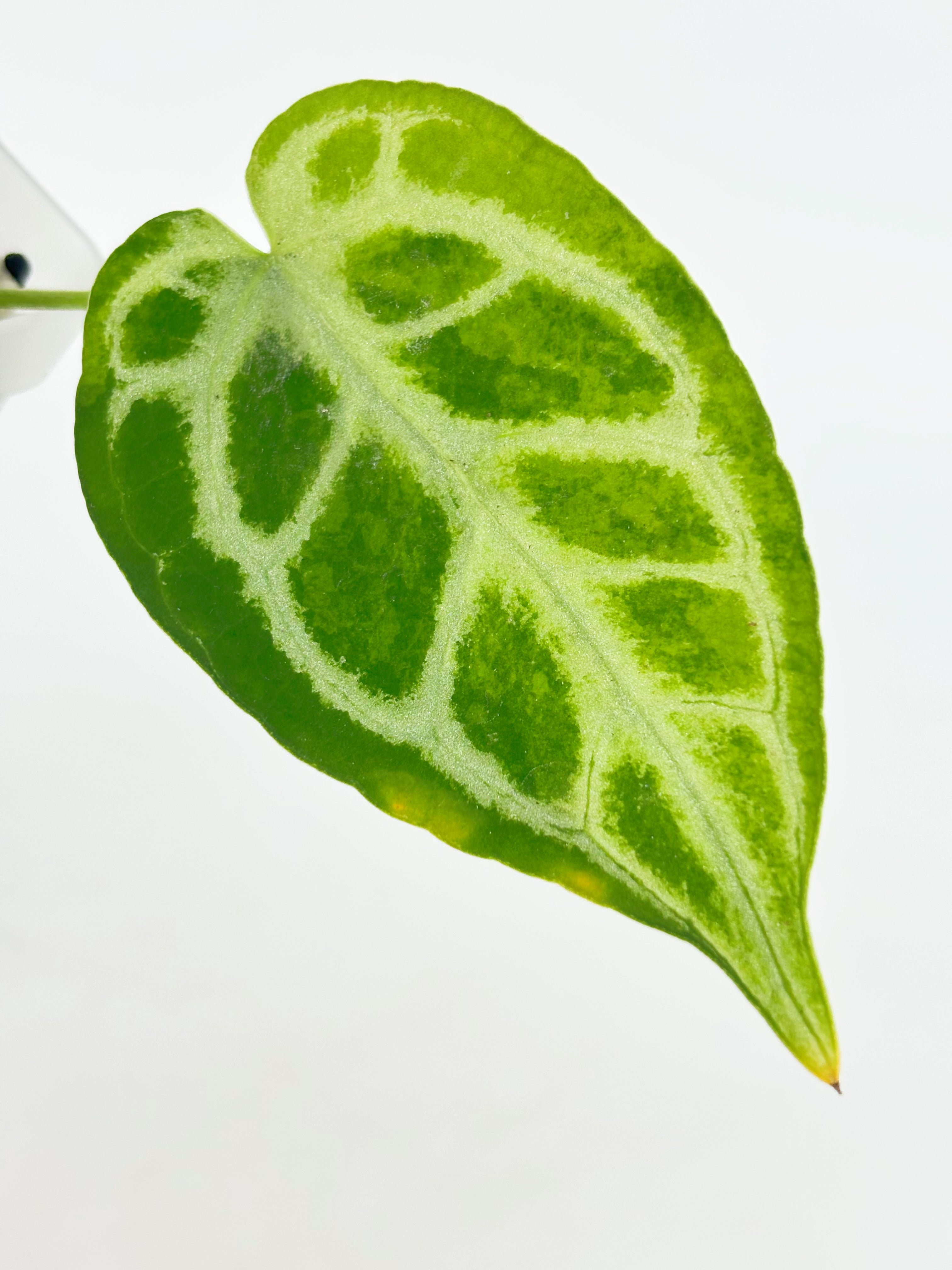 Anthurium Crystallinum Var@BC Warehouse