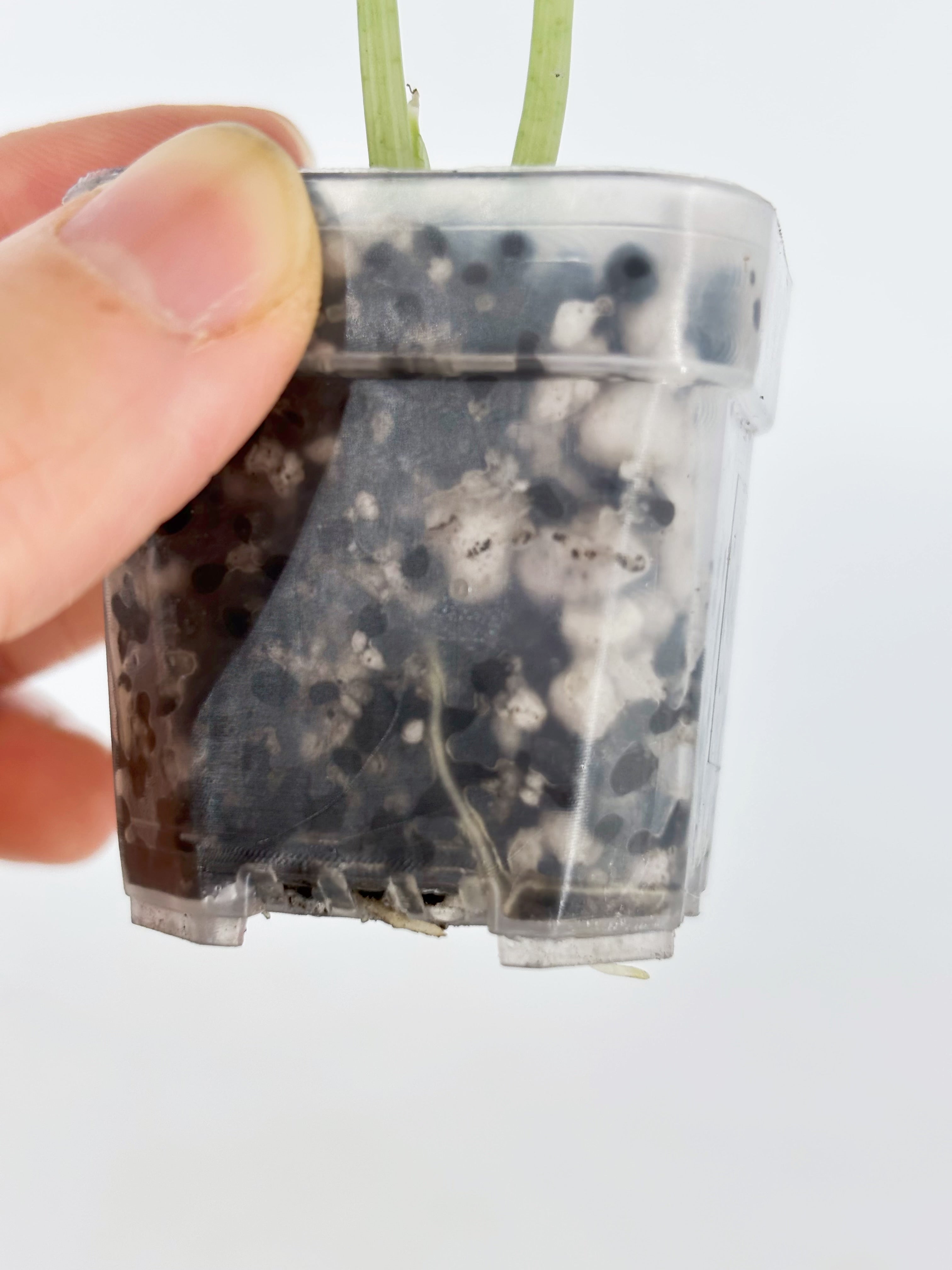 Alocasia Combo (Chantrieri Pink & Dragon Scale Albo)