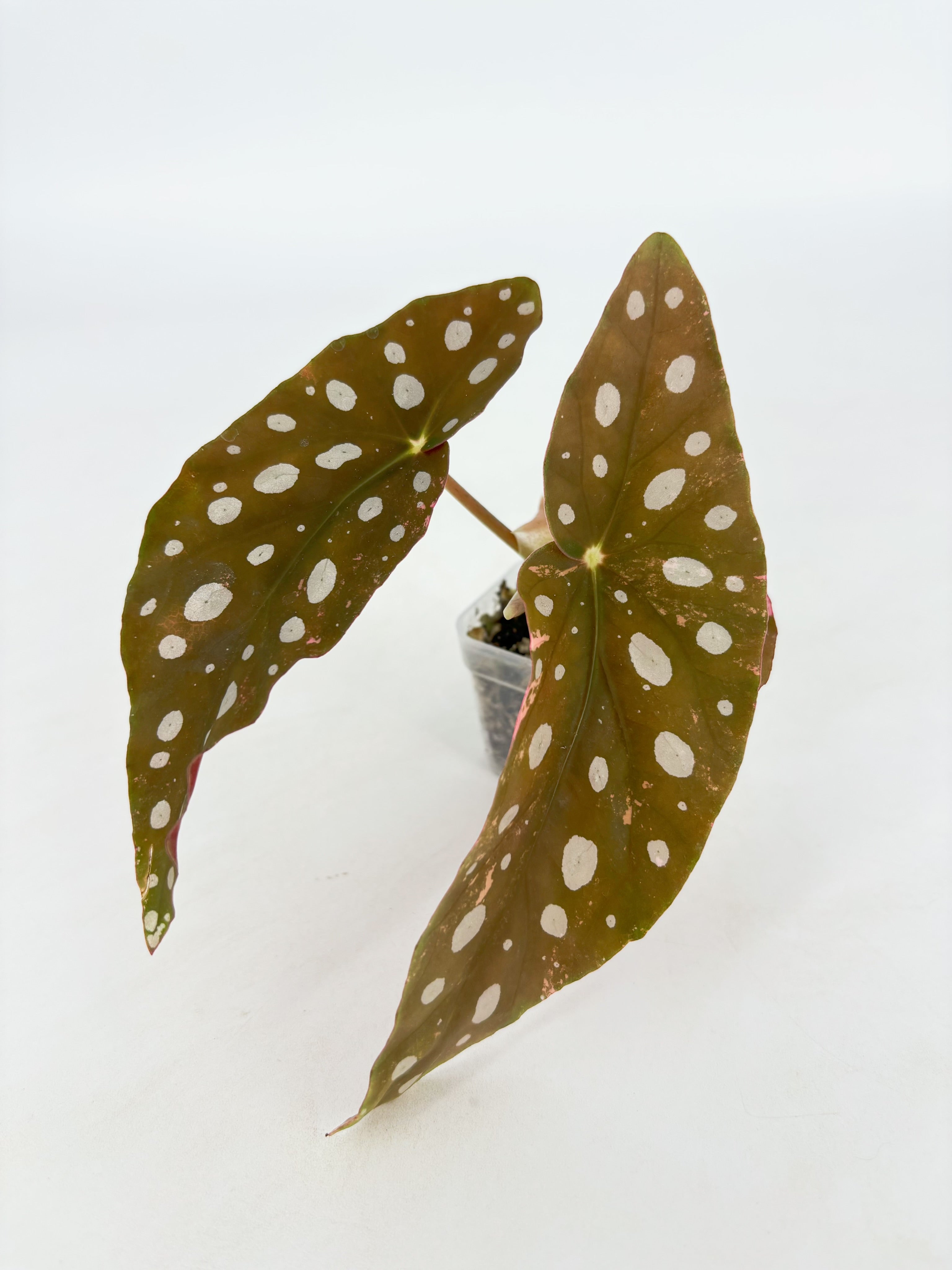 Begonia Maculata Pink@BC Warehouse