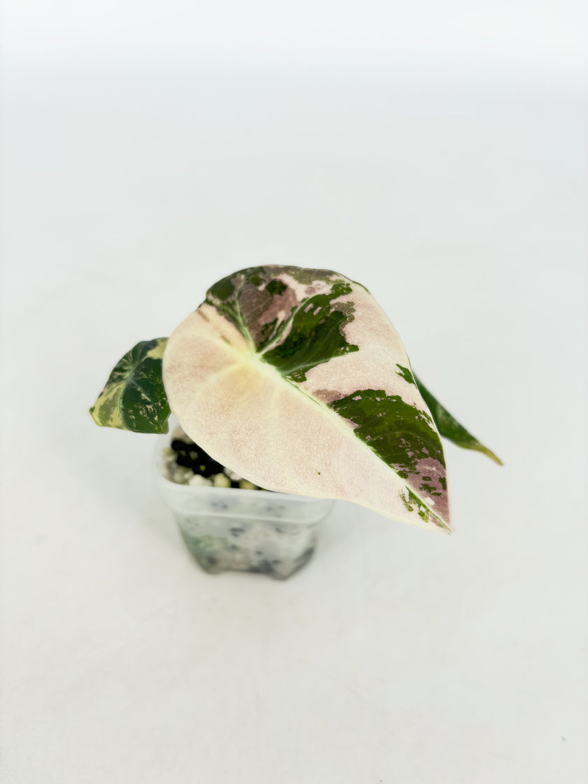 Alocasia Black Velvet Pink @BC Warehouse