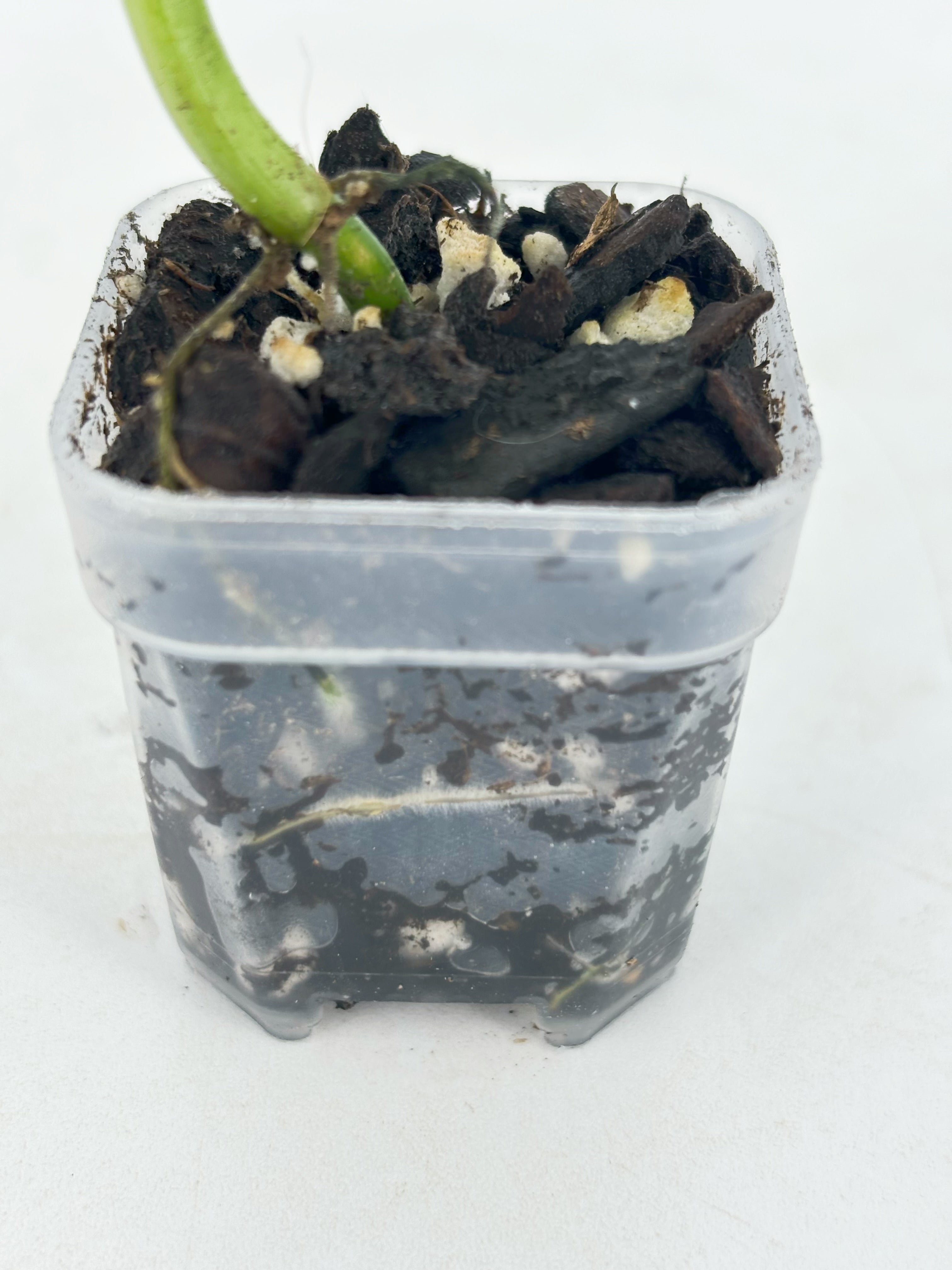 Philodendron Melanochrysum Var@BC Warehouse